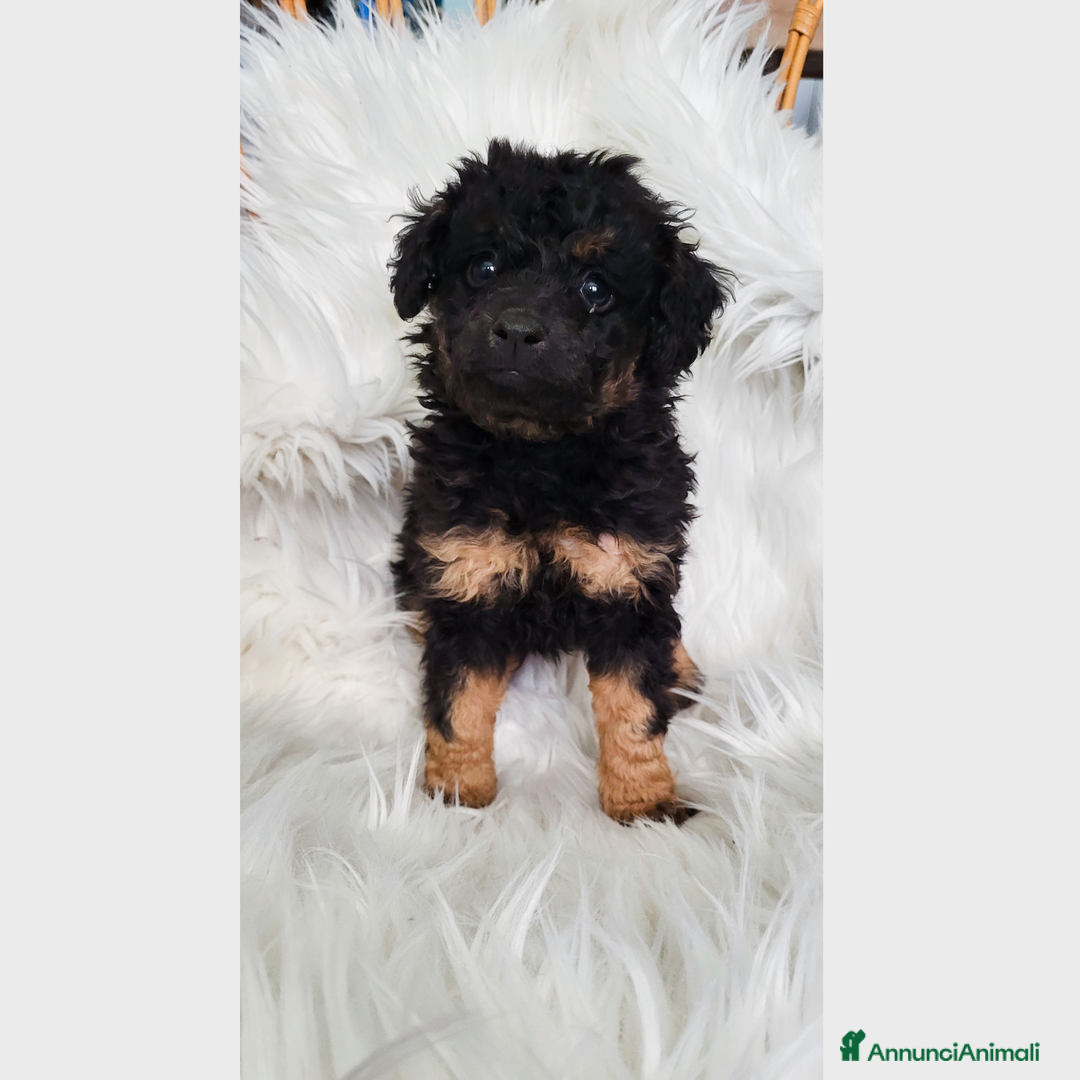 Barboncino cani in vendita: Cuccioli di Barboncino - Annuncio 9