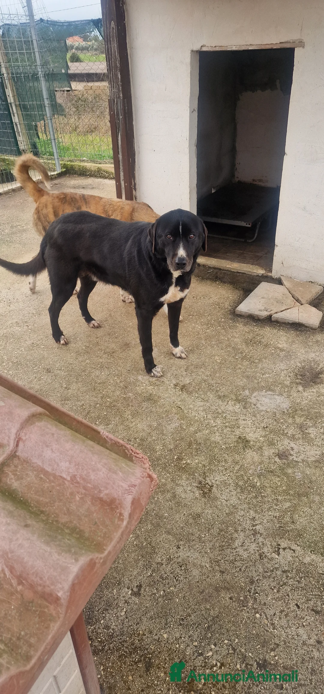 Meticcio cani in regalo: Cocco - Annuncio 1