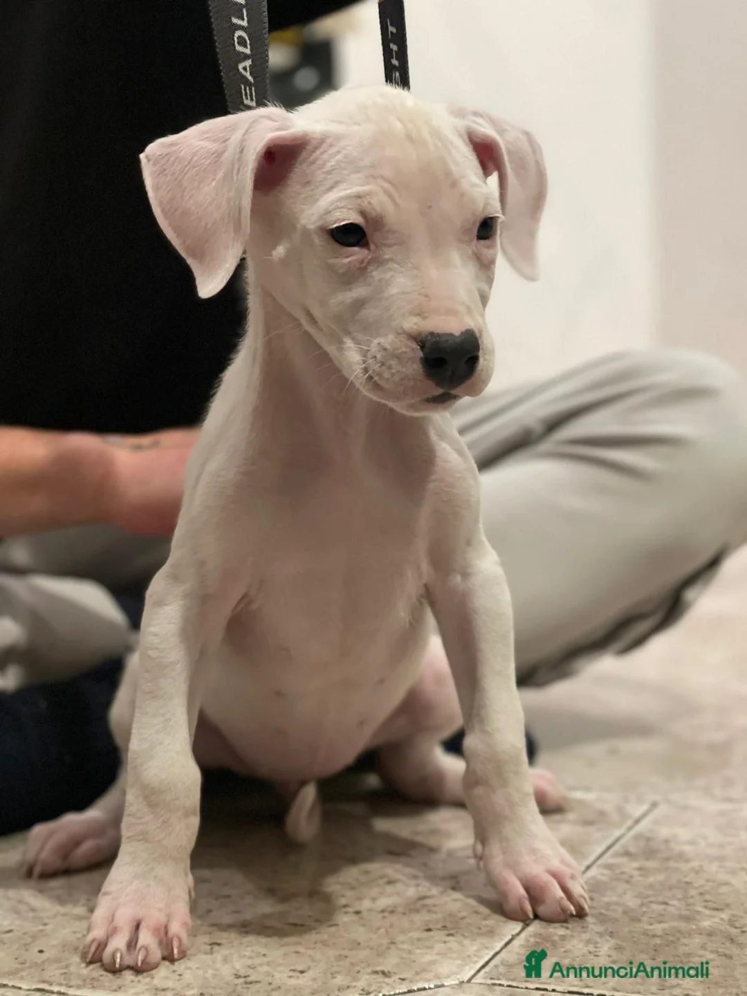Dogo Argentino cani in vendita: CUCCIOLI DI DOGO ARGENTINO - Annuncio 7