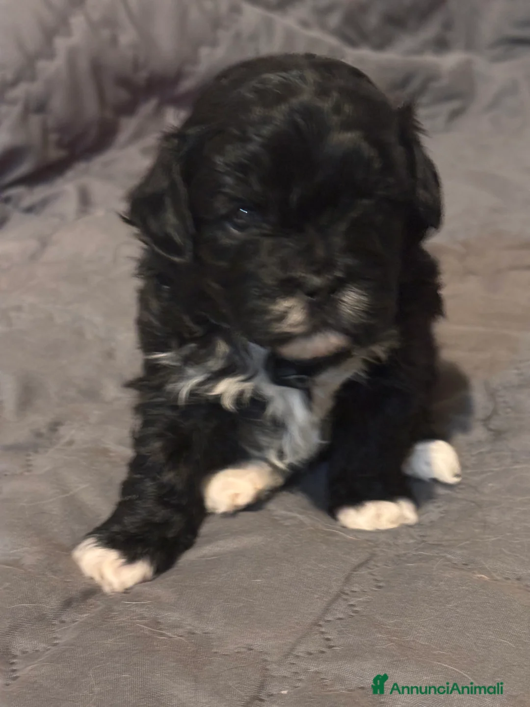 Shihpoo cani in vendita: Cuccioli di Shih Poo - Annuncio 8