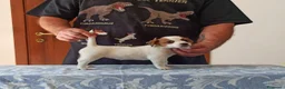 Jack Russell cani in vendita: Cucciolata jack Russell terrier con pedigree  - Annuncio 16