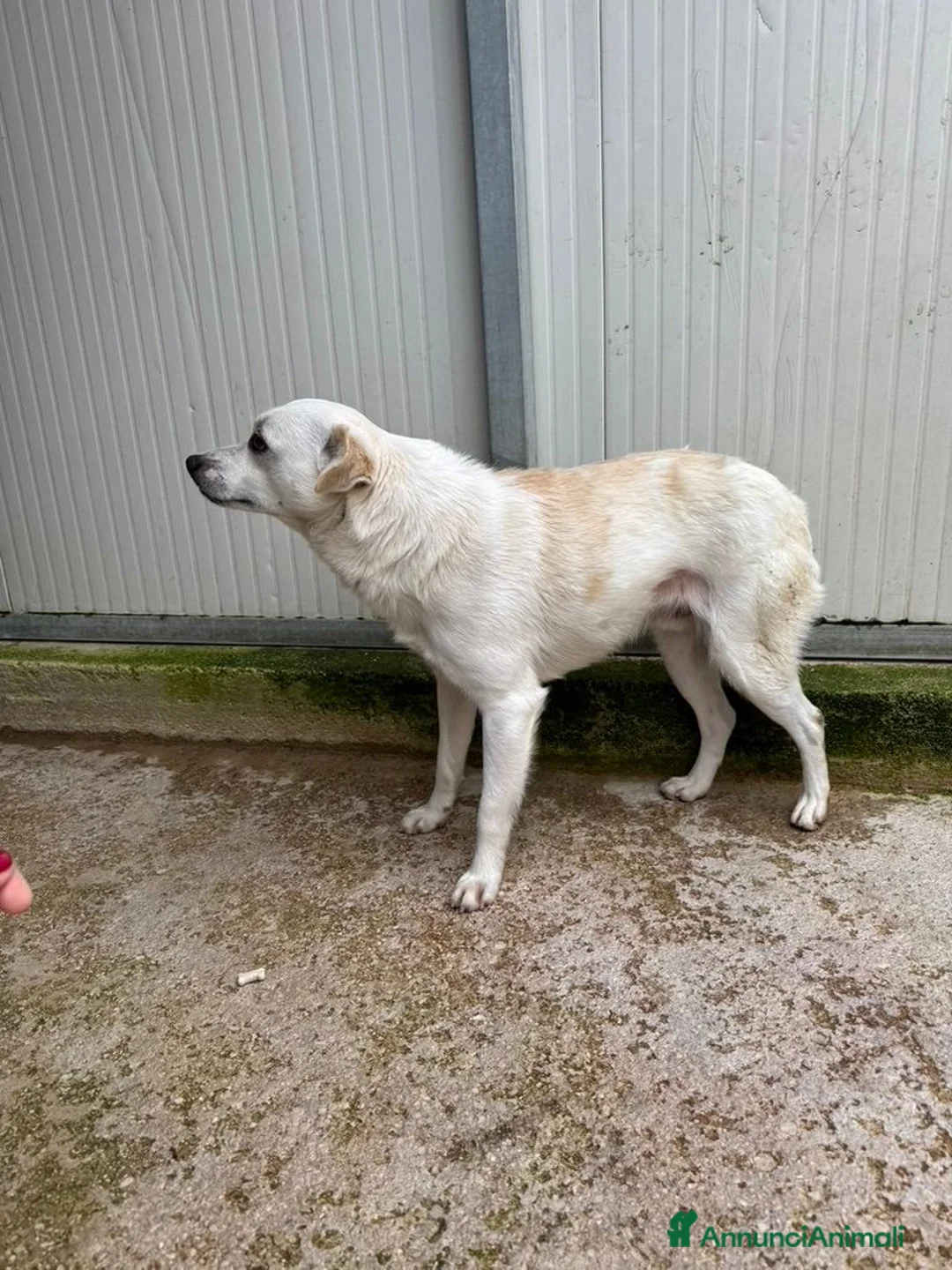 Meticcio cani in regalo: Boris: 1 anno taglia piccola  - Annuncio 10