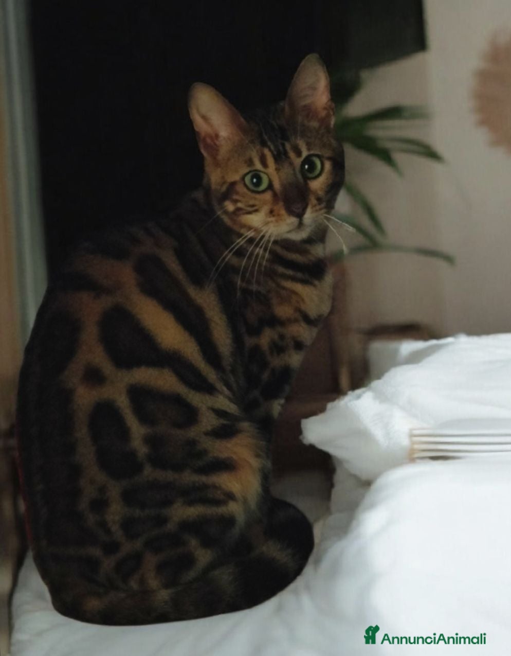 Bengala gatti Splendida gatta Bengala  - Annuncio 2