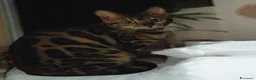 Bengala gatti in vendita: Splendida gatta Bengala  - Annuncio 1