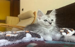 Maine Coon gatti in vendita: Maine Coon pedigree Anfi a Provincia di Modena - Immagine 12