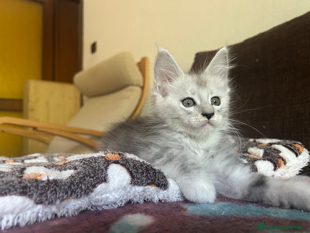 Maine Coon gatti in vendita: Maine Coon pedigree Anfi a Provincia di Modena - Immagine 12
