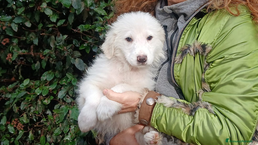 Meticcio cani in regalo: GINGER HA BISOGNO DI UNA CASA E TANTO AMORE - Annuncio 3