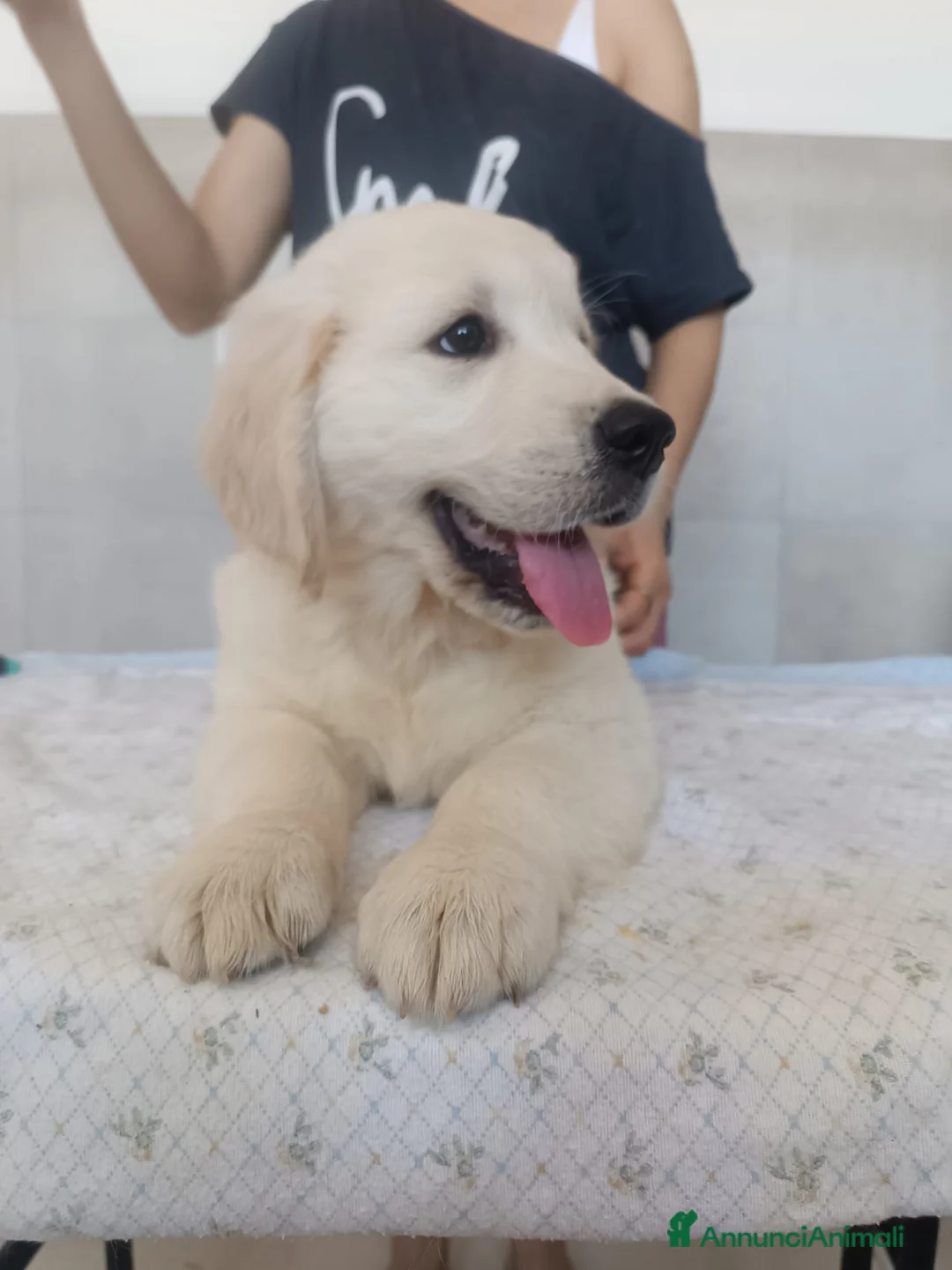 Golden Retriever cani in vendita: Cuccioli di Golden Retriever  - Annuncio 4