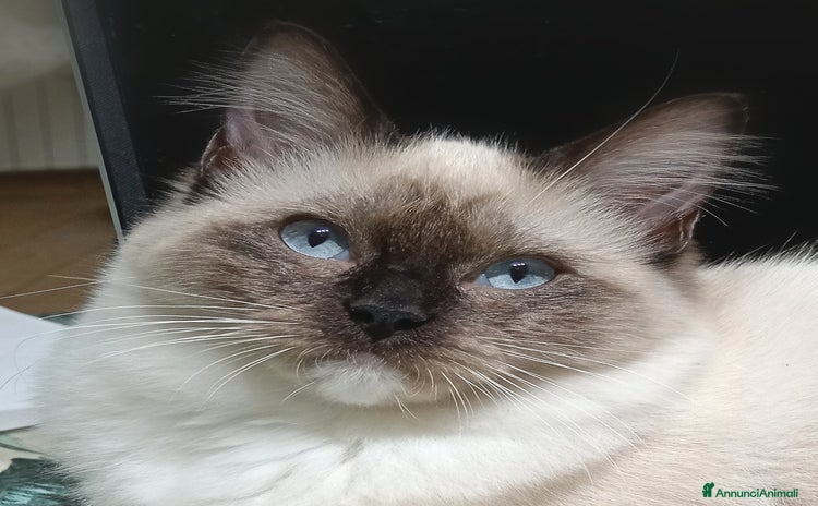 Ragdoll gatti Ragdoll Cucciola con pedigree  - Annuncio 13
