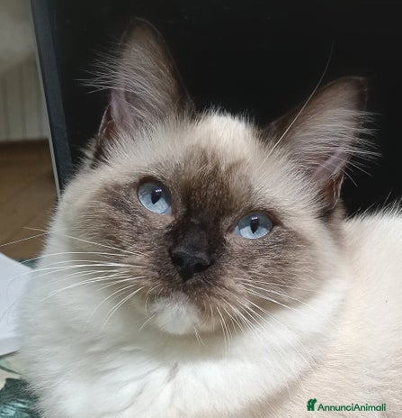 Ragdoll gatti - Annuncio 2