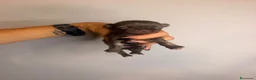 Chihuahua cani in vendita: Cucciolo chihuahua a Pelo lungo  - Annuncio 8