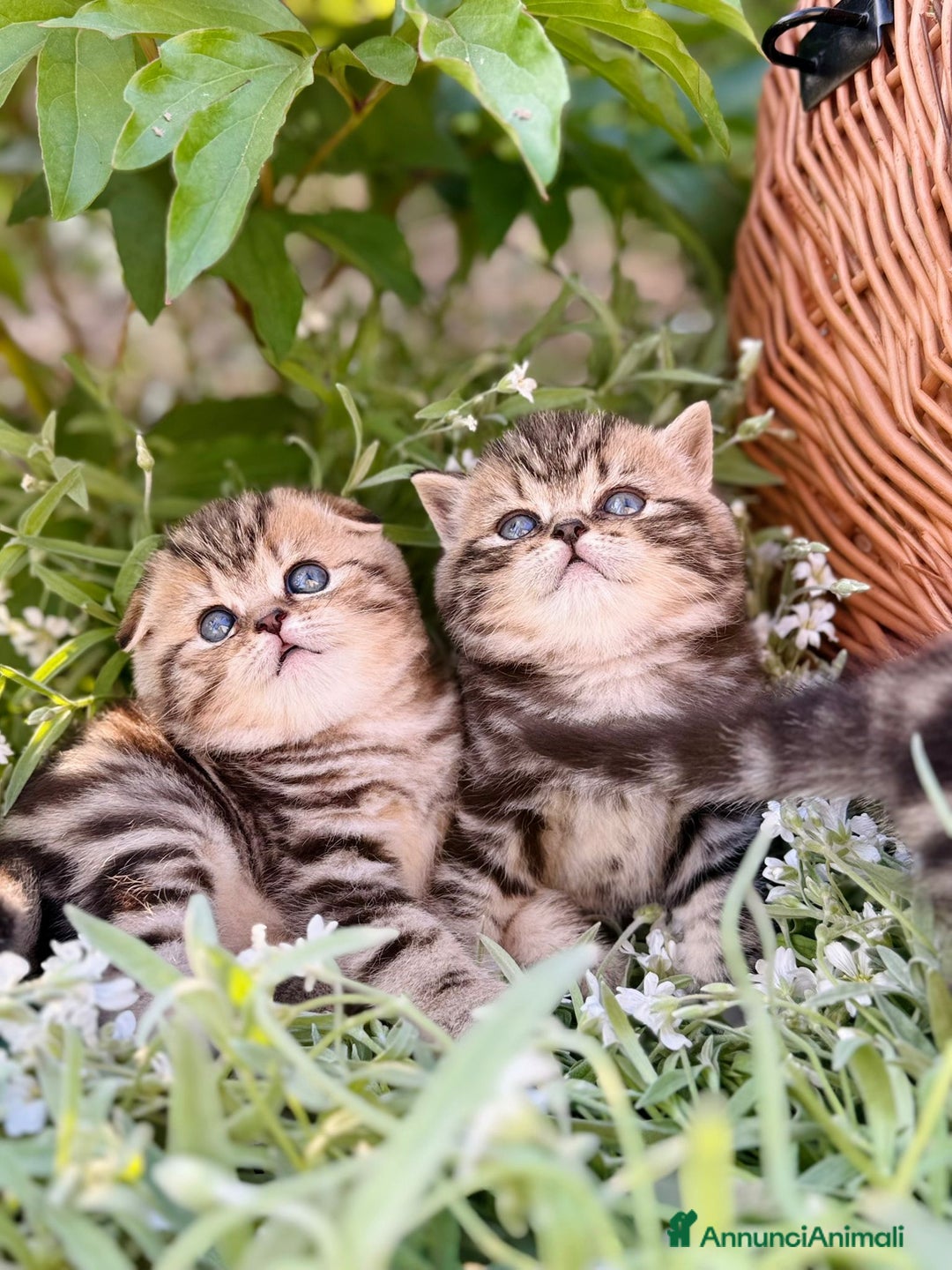 Scottish gatti in vendita: Scottish Fold e Straight  - Annuncio 4