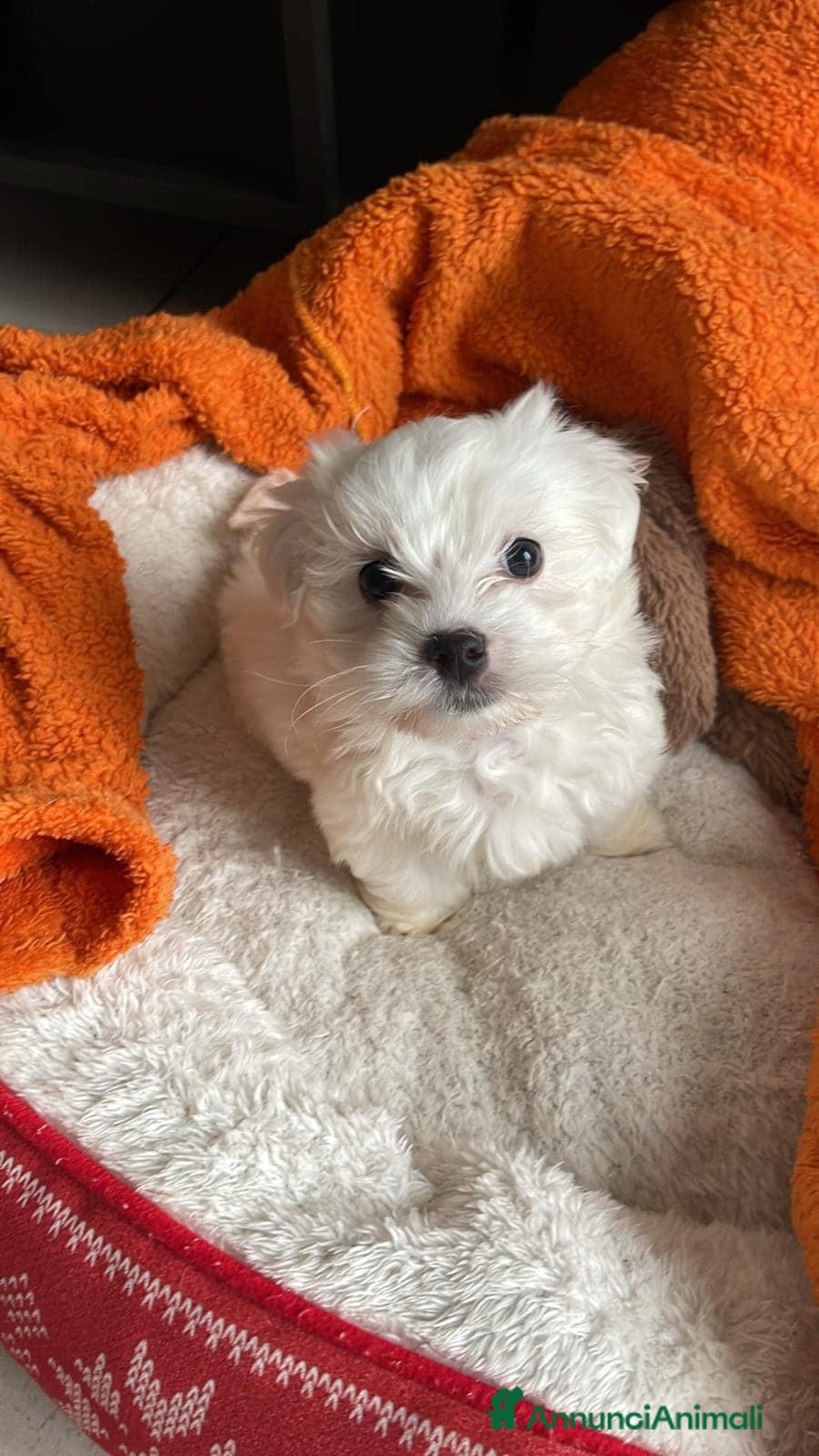 Maltese cani in vendita: Cuccioli di maltese - Annuncio 11