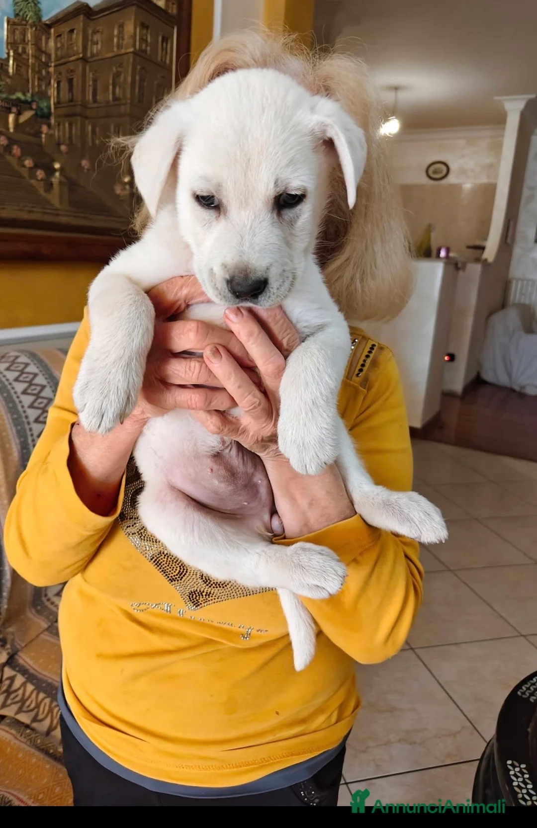 Meticcio cani in regalo: Kora una nuvoletta bianca a Città metropolitana di Milano - Annuncio 3