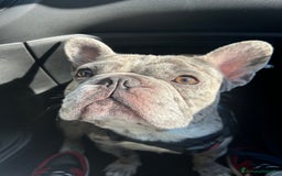 Bulldog Francese cani per accoppiamento: BULLDOG FRANCESE BLUE MERLÉ PER MONTA  - Immagine 4