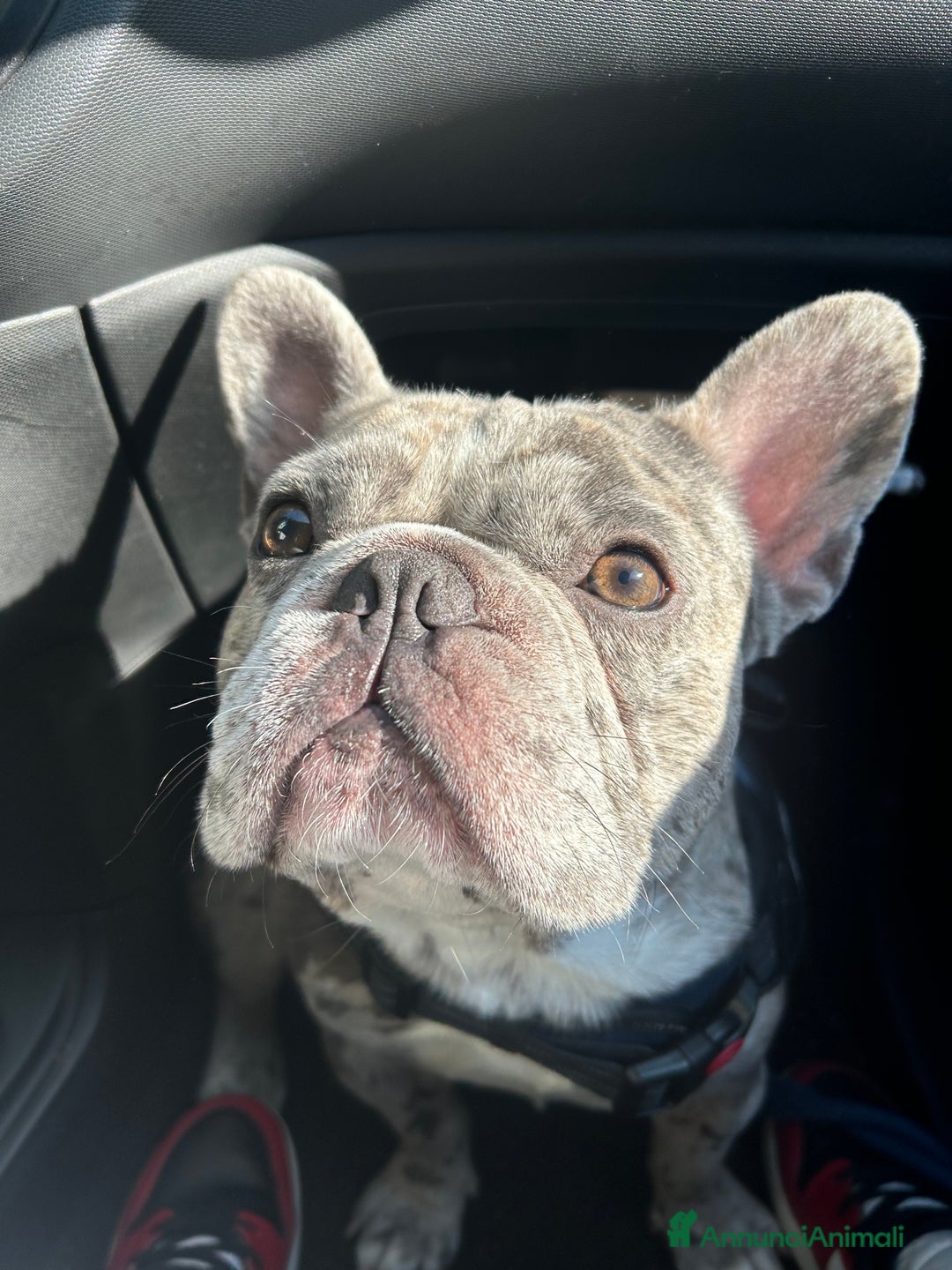 Bulldog Francese cani per accoppiamento: BULLDOG FRANCESE BLUE MERLÉ PER MONTA  - Immagine 4