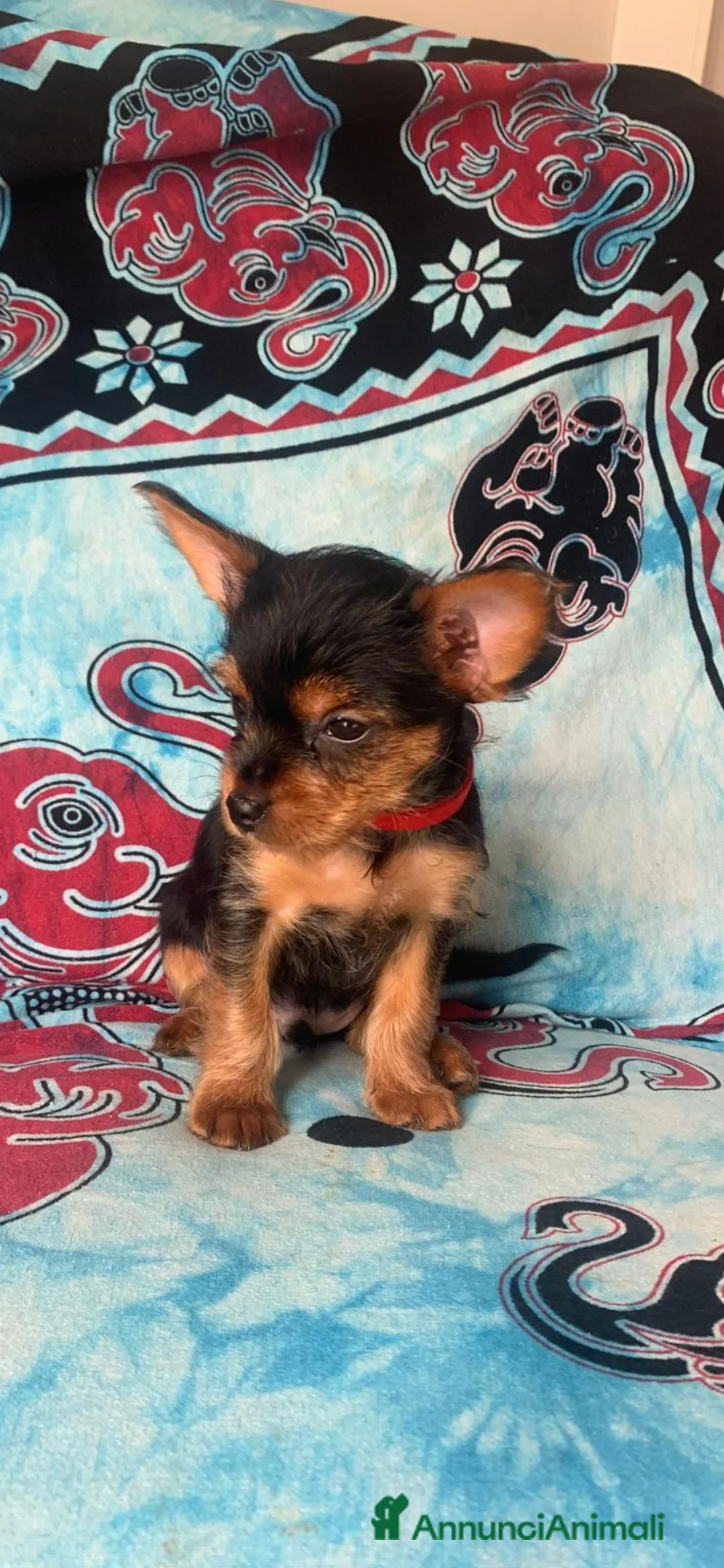 Yorkshire cani in vendita: Yorkshire terrier cucciolo  - Annuncio 2