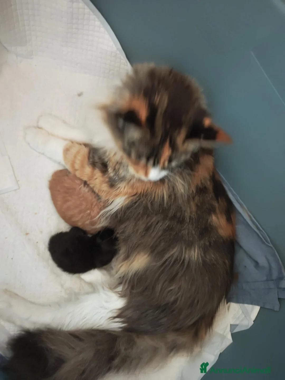 Maine Coon gatti in vendita: Cucciolo maschio rosso  - Annuncio 2