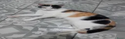 Meticcio gatti in regalo: Coppia di gattini - Annuncio 2