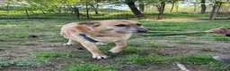 Meticcio cani in regalo: Splendida meticcia - RAJA - Annuncio 5