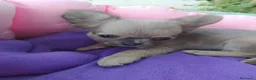 Chihuahua cani in vendita: Chihuahua cucciolo maschietto pelo lungo  - Annuncio 3
