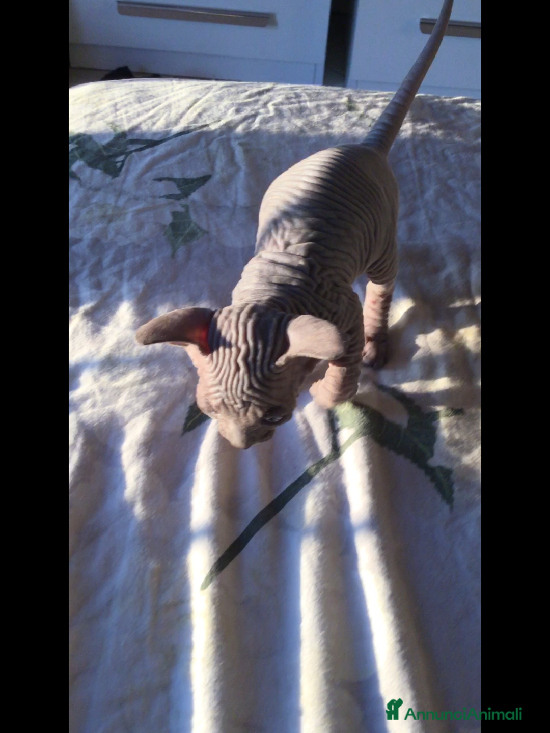 Sphynx gatti in vendita: Cuccioli di sphynx con pedigree  - Annuncio 9