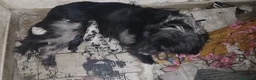 Meticcio cani in vendita: cuccioli pastore della lessinia - Annuncio 5