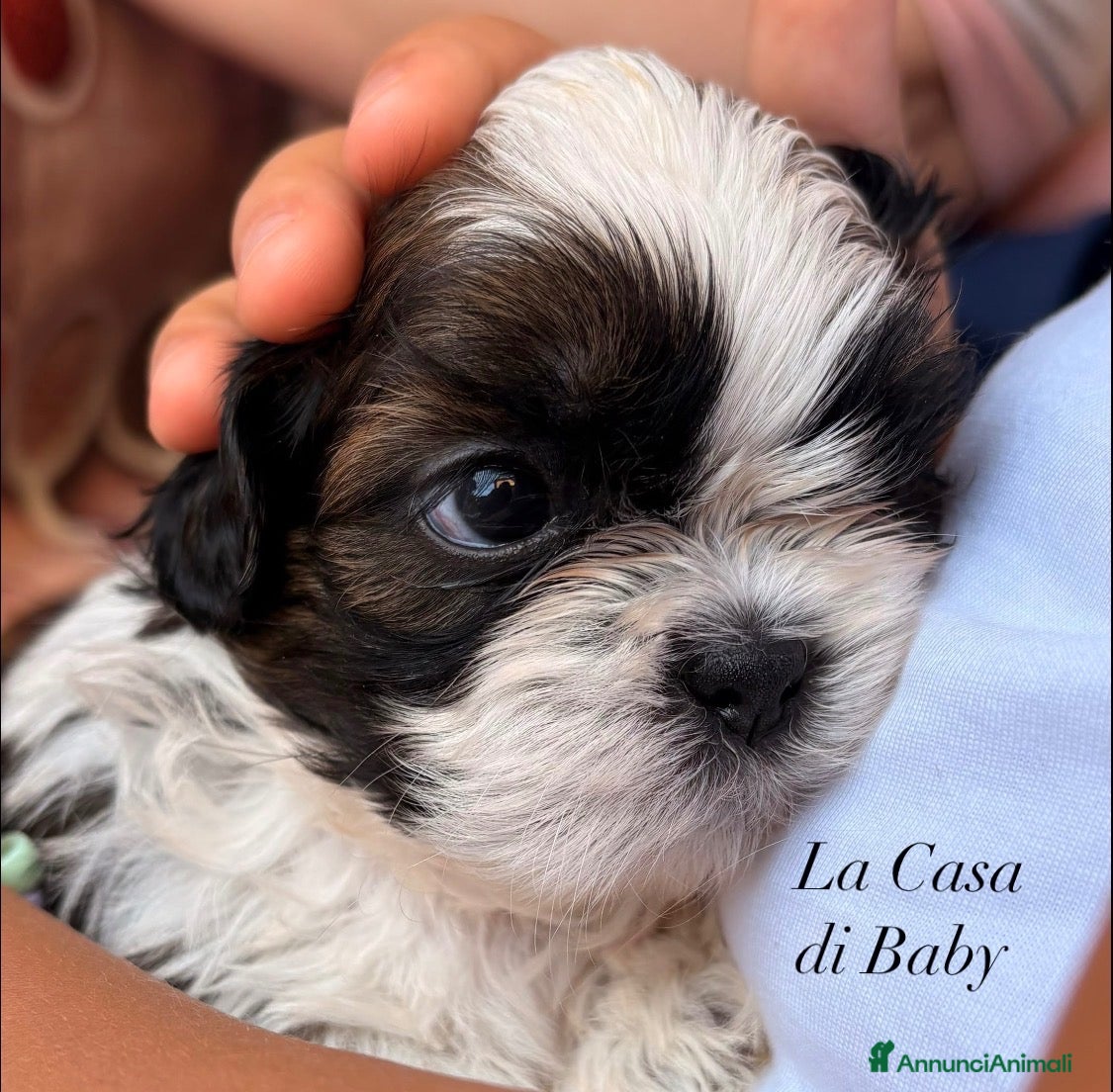 Shih Tzu cani in vendita: Cuccioli di Shih Tzu - Annuncio 5
