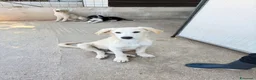 Meticcio cani in regalo: Dino simil golden a Provincia di Alessandria - Annuncio 1