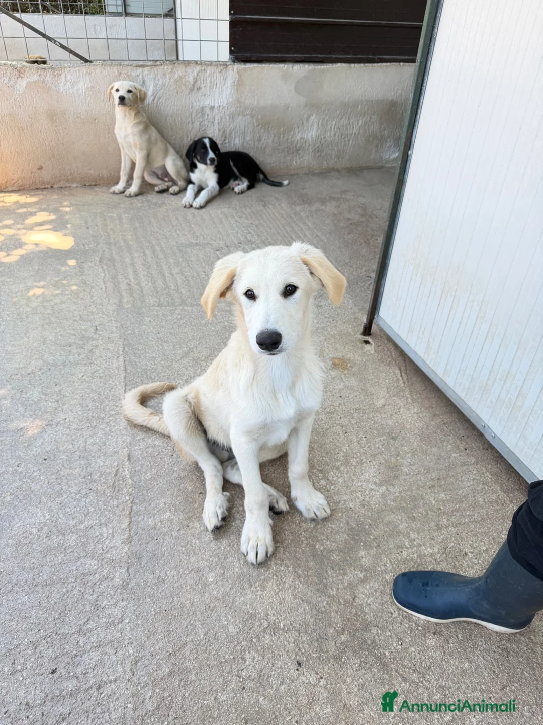 Meticcio cani in regalo: Dino simil golden a Provincia di Alessandria - Annuncio 1