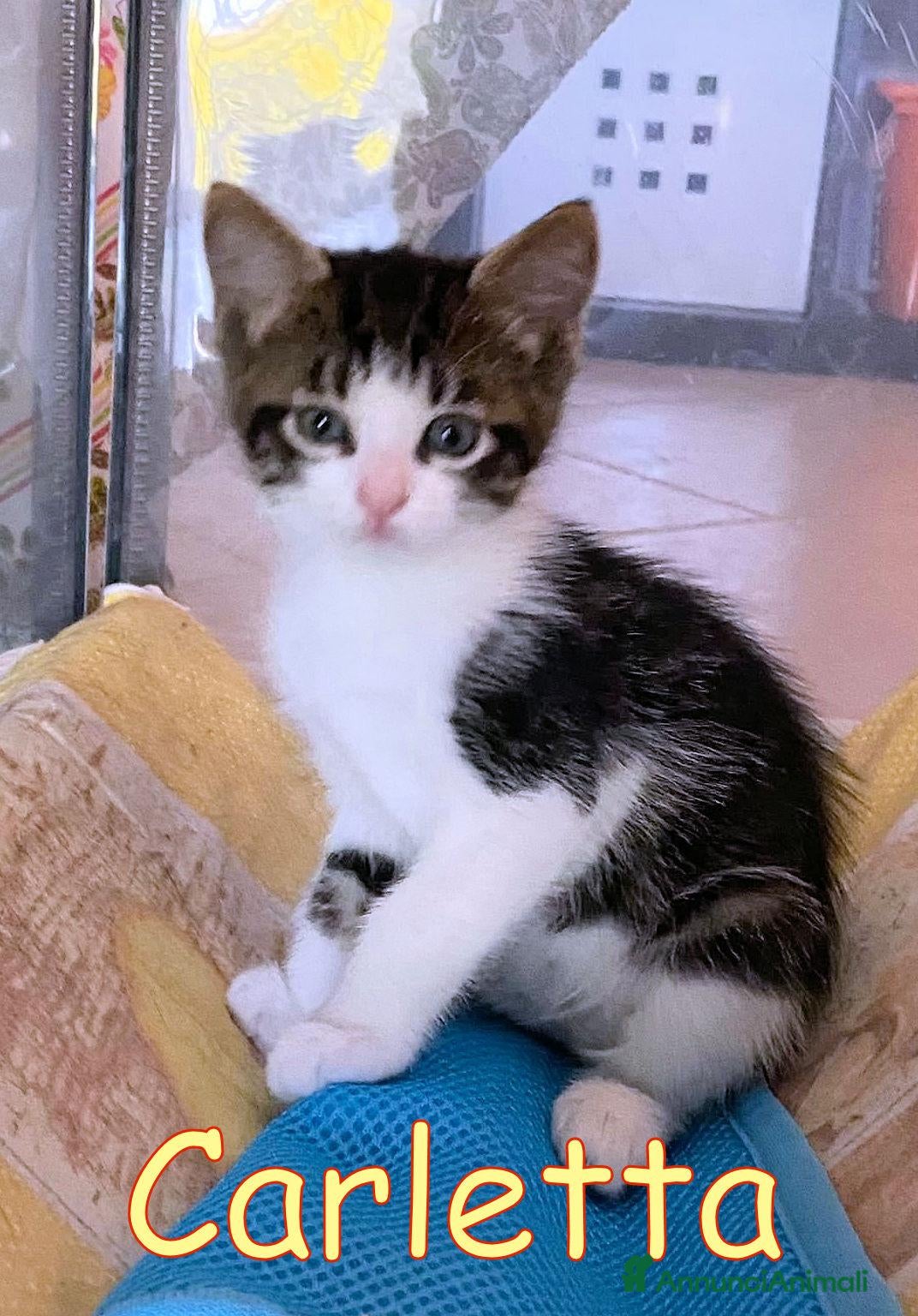 Europeo gatti CARLETTA GATTINA DOLCISSIMA PELO LUNGO  - Annuncio 32