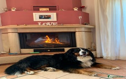 Bovaro del Bernese cani per accoppiamento: Bovaro del Bernese maschio per monta a Città metropolitana di Roma Capitale - Immagine 4