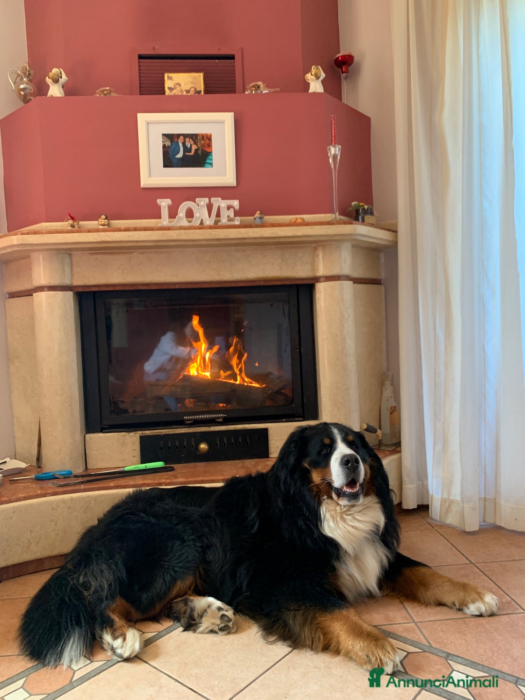 Bovaro del Bernese cani per accoppiamento: Bovaro del Bernese maschio per monta a Città metropolitana di Roma Capitale - Immagine 4