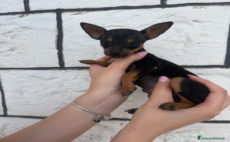 Pinscher Miniatura cani a Provincia di Siena - Annuncio 3