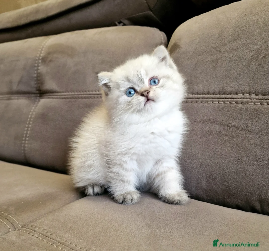 British gatti in vendita: British shorthair e longhair  a Provincia di Monza e della Brianza - Annuncio 26