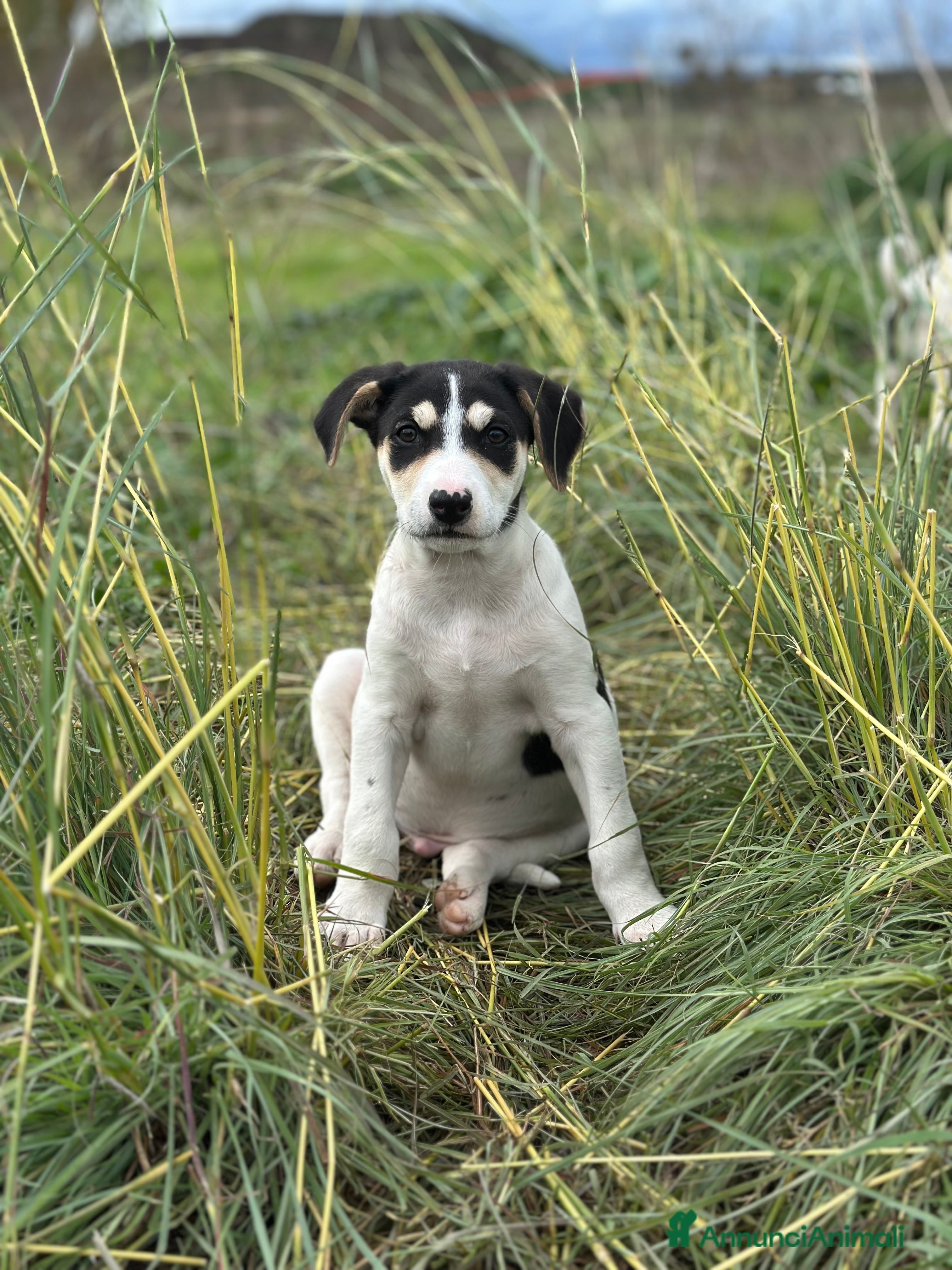 Meticcio cani in regalo: Eros cerca casa - Annuncio 4
