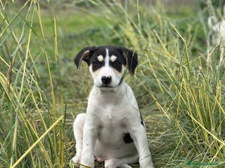 Meticcio cani in regalo: Eros cerca casa - Annuncio 4