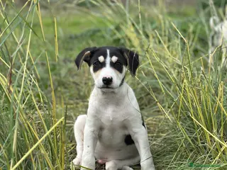 Meticcio cani Eros cerca casa - Annuncio 10