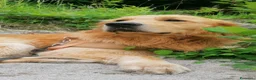 Golden Retriever cani per accoppiamento: Sebastian - Annuncio 2