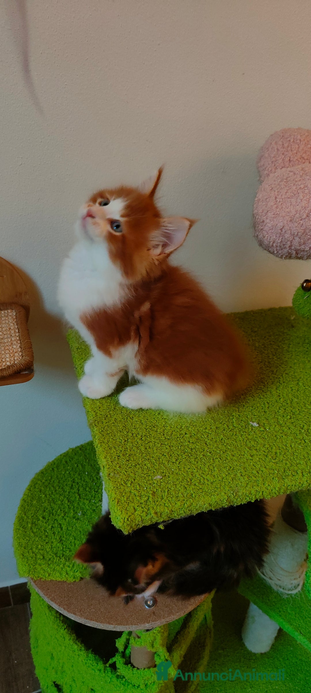 Maine Coon gatti in vendita: piccoli giganti Cattery - Annuncio 14