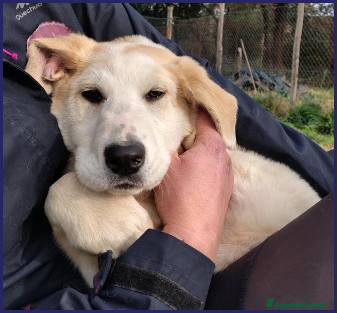 Meticcio cani in regalo: CACIARA, CUCCIOLETTA 3 MESI E MEZZO, PIENA DI GIOI a Città metropolitana di Milano - Annuncio 14