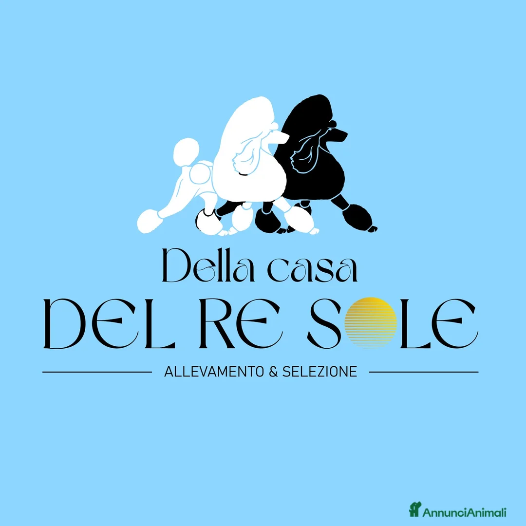 Barbone cani in vendita: Barbone grande mole  a Città metropolitana di Roma Capitale - Annuncio 2