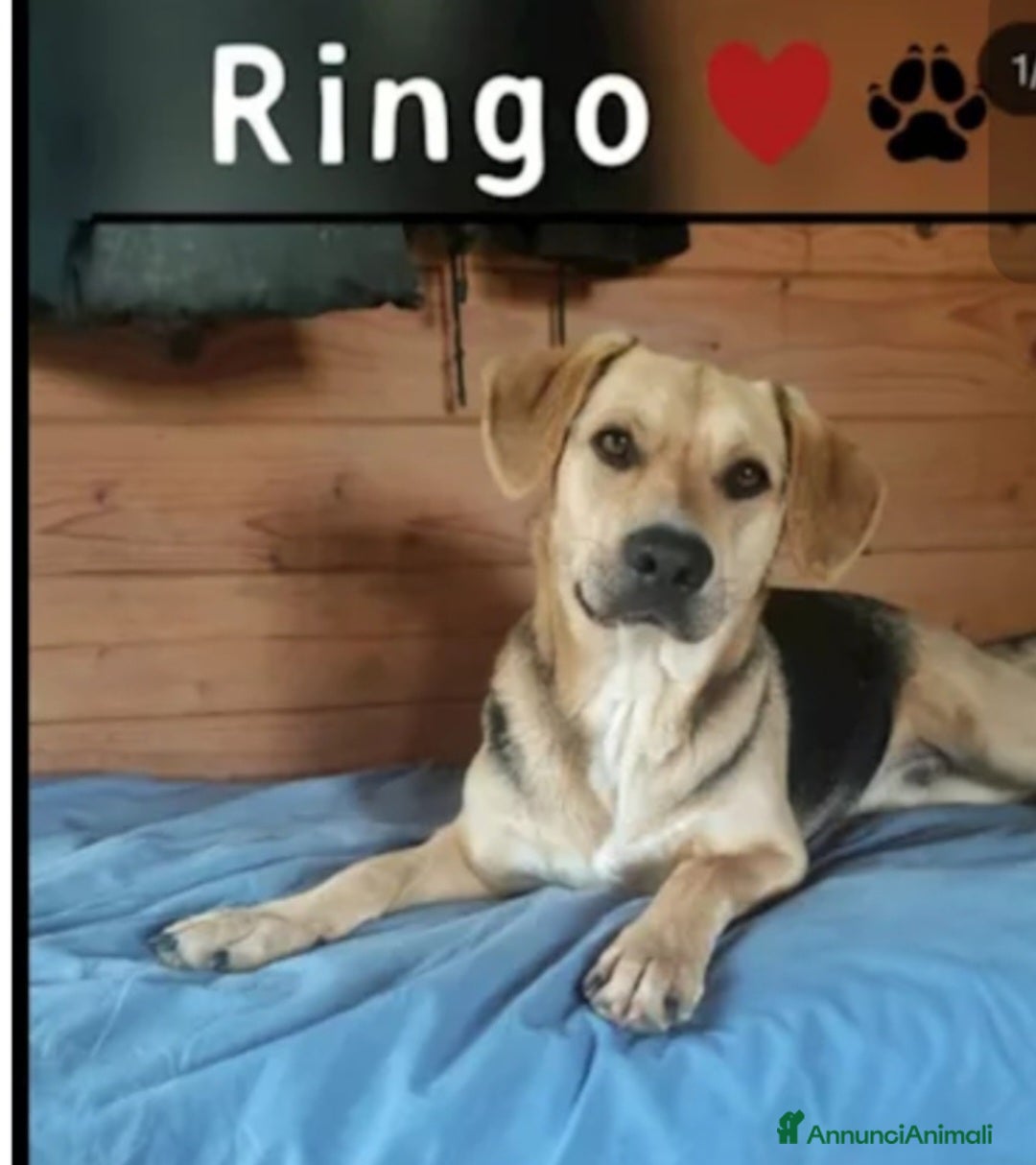 Meticcio cani Mix Beagle 3anni e 1/2 torna in canile!PISTOIA SOS - Annuncio 12