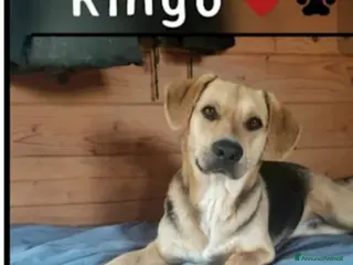 Meticcio cani Mix Beagle 3anni e 1/2 torna in canile!PISTOIA SOS - Annuncio 12