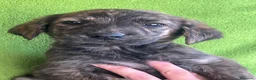 Meticcio cani in regalo: Cuccioli 2 mesi a Provincia di Varese - Annuncio 9