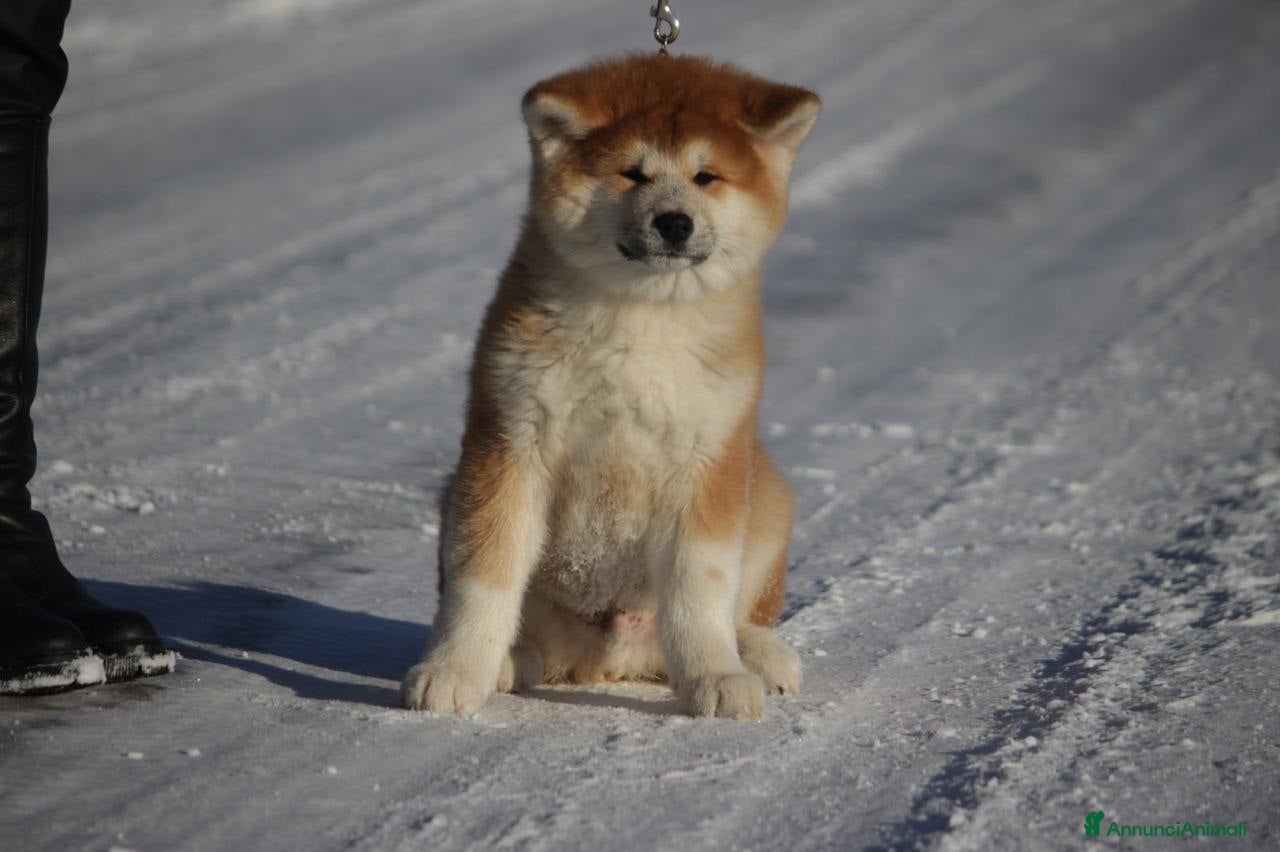 Akita Inu cani Bellissimo maschietto Akita Inu - Annuncio 30
