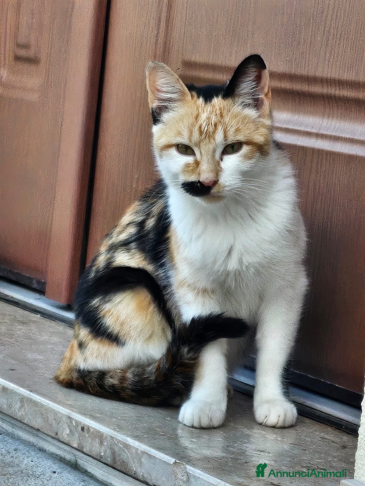 Altre razze gatti in regalo: CERCA CASA 🥰🏡 - Annuncio 3
