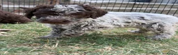 Lagotto cani in vendita: Cuccioli Lagotto Romagnolo  - Annuncio 3