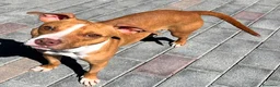 Meticcio cani in regalo: ANDROMACA MAMMINA PIT - Annuncio 3