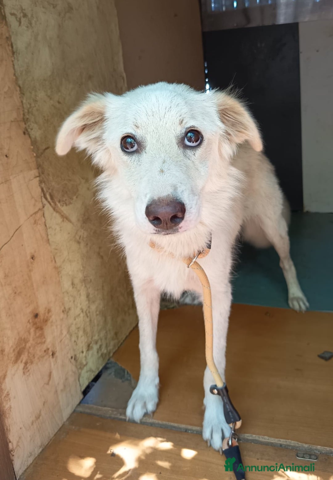 Meticcio cani in regalo: UNA MAMMA PER LIZZY - Annuncio 1